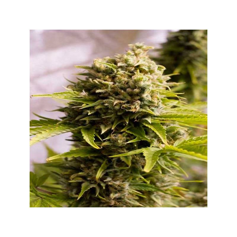 Bubba Cheese Autofloreciente Bubba Cheese Autofloreciente