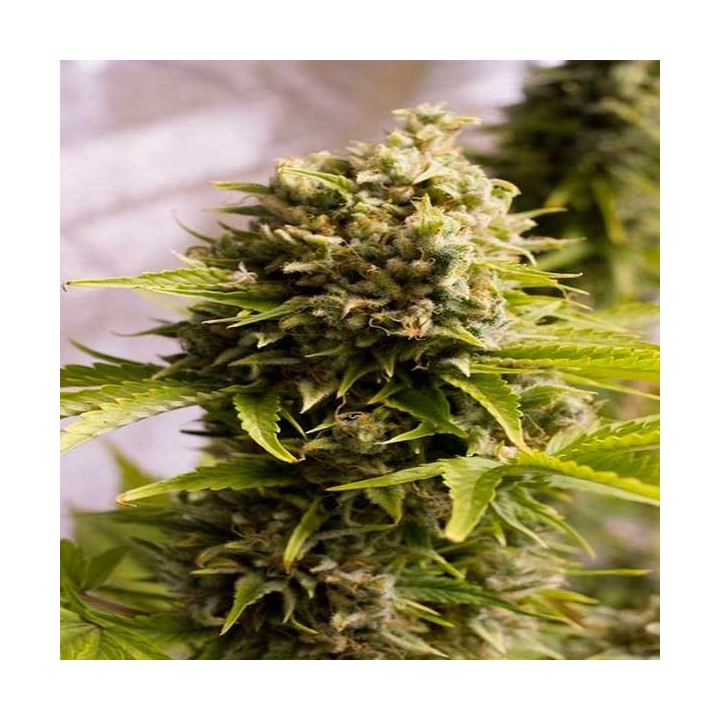 Bubba Cheese Autofloreciente Feminizada de Humboldt Seeds