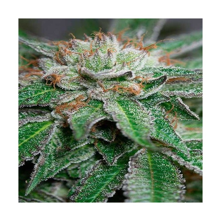 Bubba Kush Feminizada de Humboldt Seeds