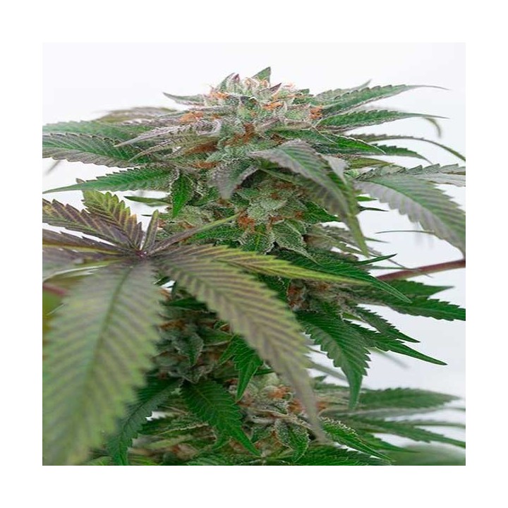 Bubba Kush 2.0 Feminizada de Humboldt Seeds