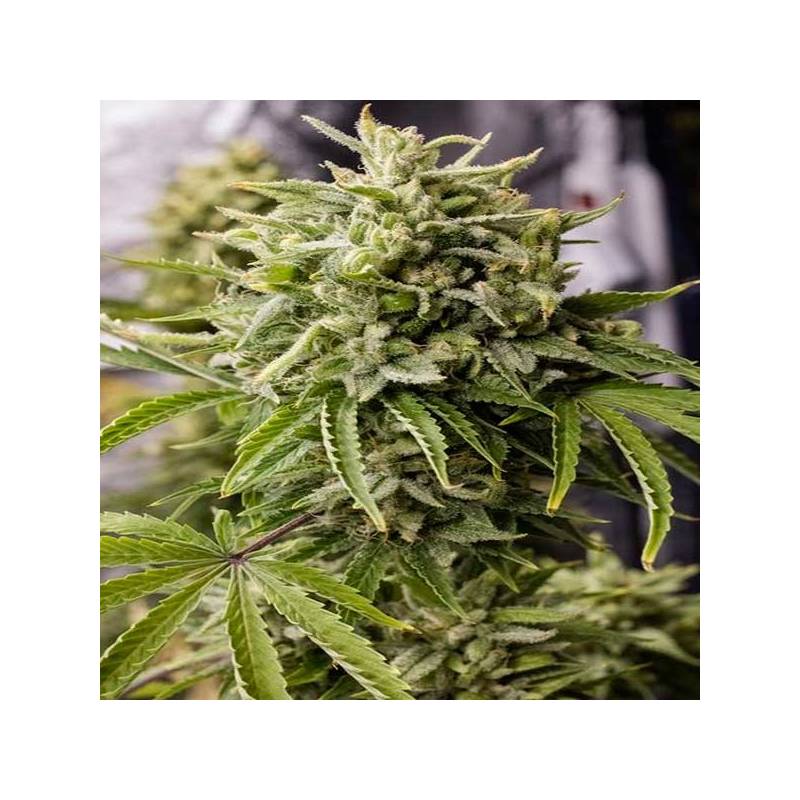 Bubba Kush Autofloreciente Feminizada de Humboldt Seeds