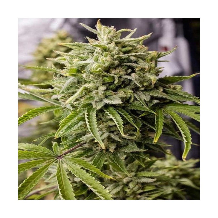 Bubba Kush Autofloreciente Feminizada de Humboldt Seeds