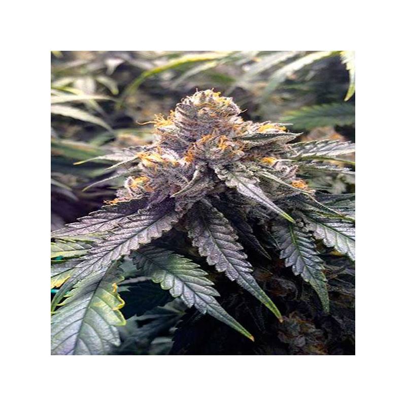 Bubba's Gift Feminizada de Humboldt Seeds