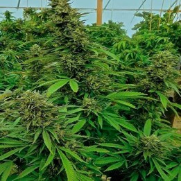 Chendawg Feminizada de Humboldt Seeds