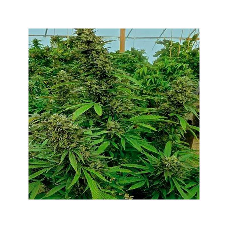 Chendawg Feminizada de Humboldt Seeds