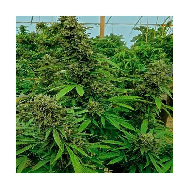 Chendawg Feminizada de Humboldt Seeds