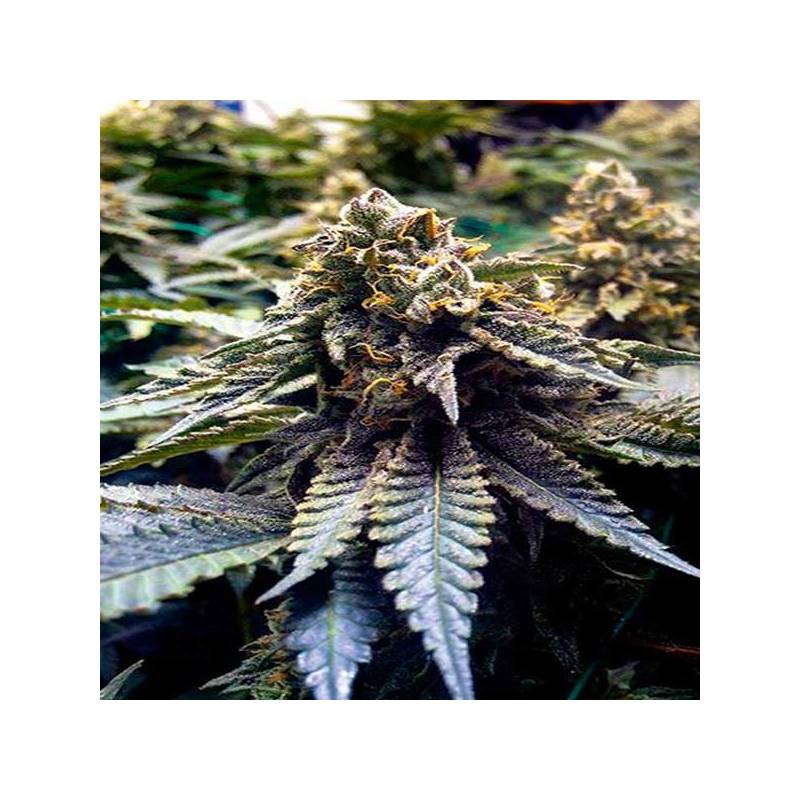 Chocolate Mint Og Chocolate Mint Og