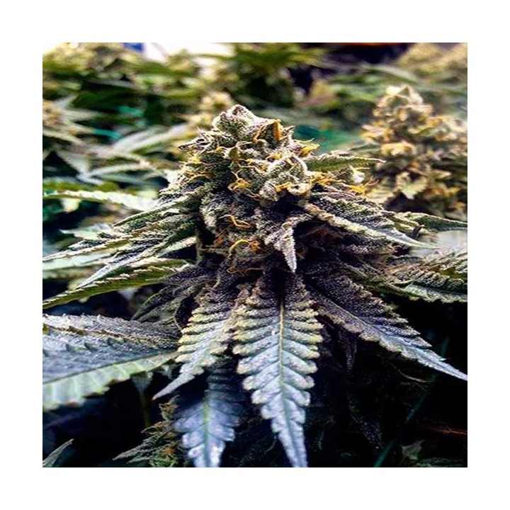 Chocolate Mint Og Feminizada de Humboldt Seeds