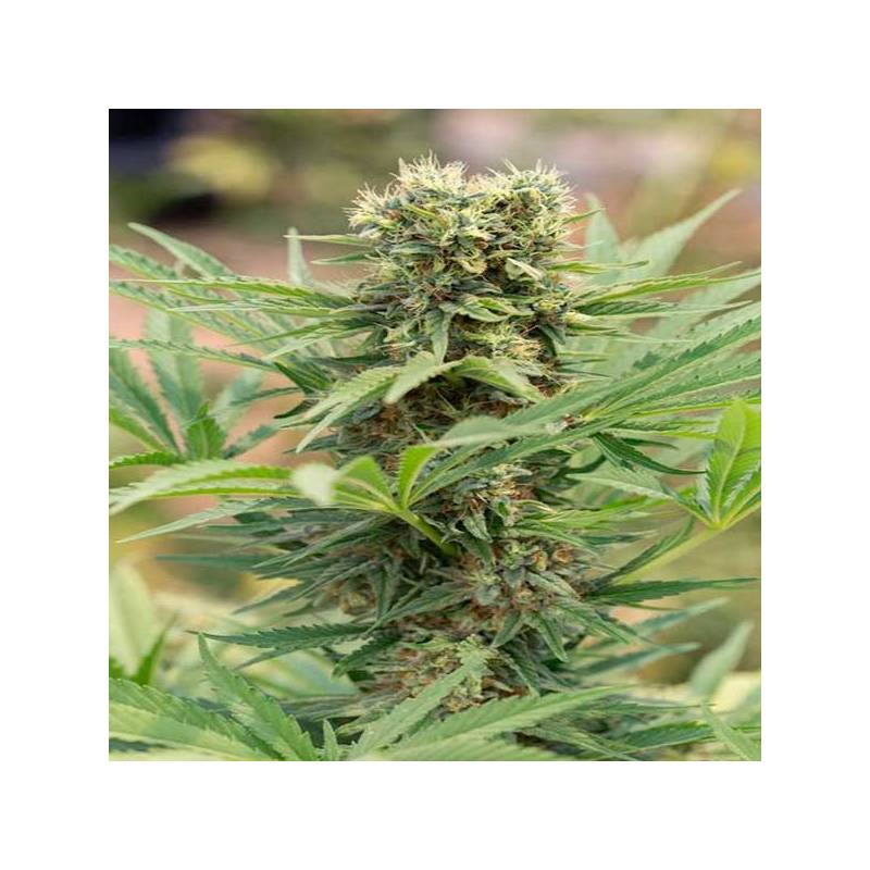 Dedoverde Haze Feminizada de Humboldt Seeds