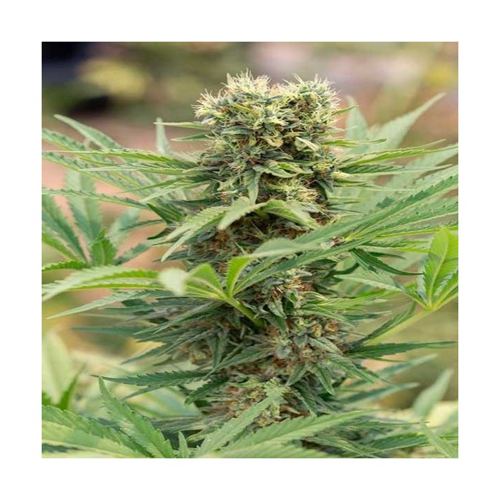 Dedoverde Haze Feminizada de Humboldt Seeds
