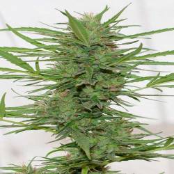 Dedoverde Haze Autofloreciente Feminizada de Humboldt Seeds