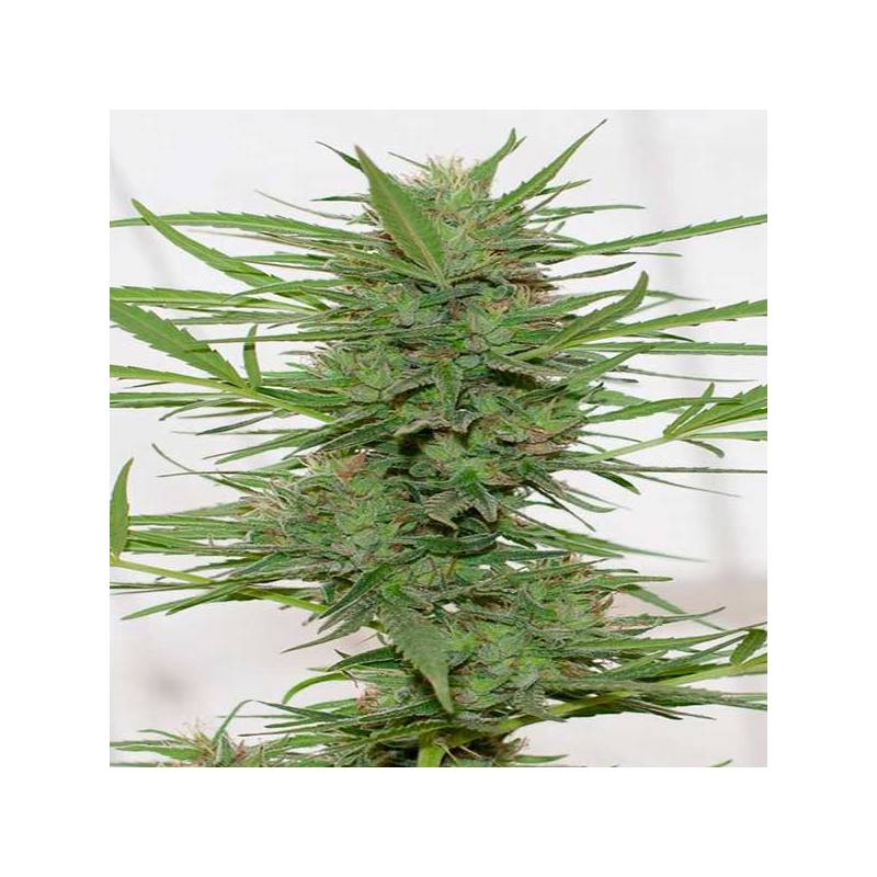 Dedoverde Haze Autofloreciente Feminizada de Humboldt Seeds