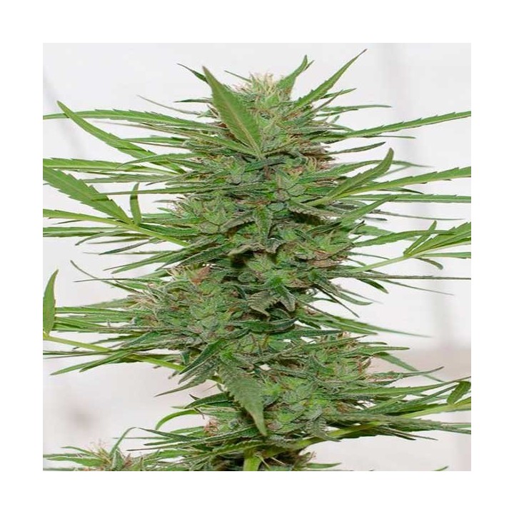 Dedoverde Haze Autofloreciente Feminizada de Humboldt Seeds