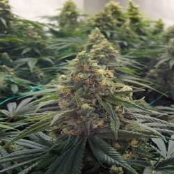 Desert Diesel Feminizada de Humboldt Seeds