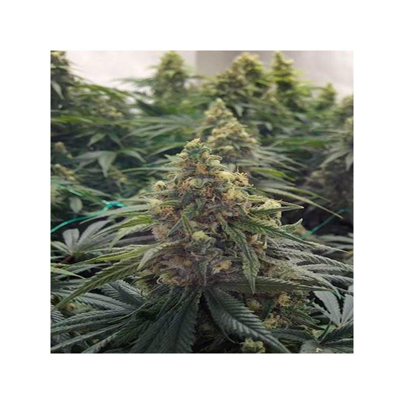 Desert Diesel Feminizada de Humboldt Seeds