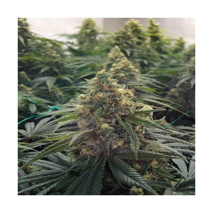 Desert Diesel Feminizada de Humboldt Seeds