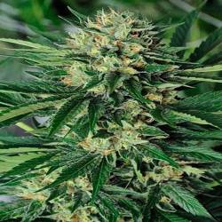 Dr. Greenthumb's Em-Dog By B-Real Feminizada de Humboldt Seeds