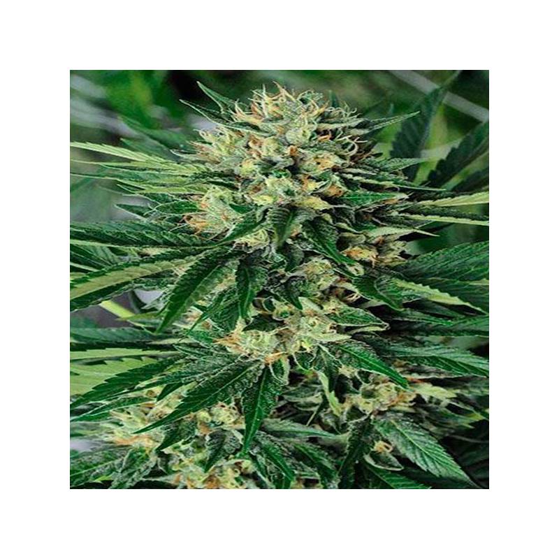 Dr. Greenthumb's Em-dog By B-real Dr. Greenthumb's Em-dog By B-real