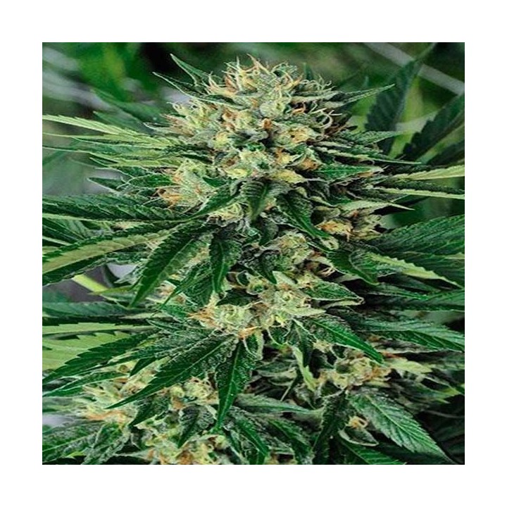 Dr. Greenthumb's Em-Dog By B-Real Feminizada de Humboldt Seeds