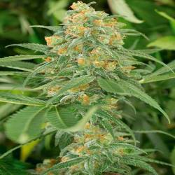 Green Crack Feminizada de Humboldt Seeds