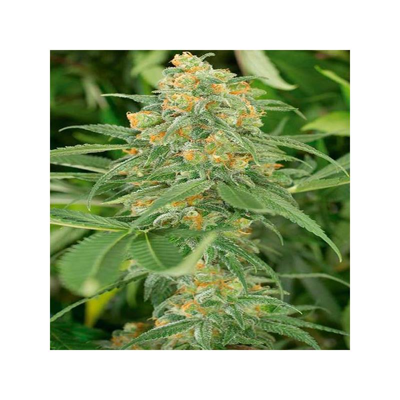 Green Crack Feminizada de Humboldt Seeds