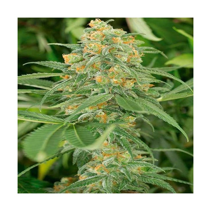 Green Crack Feminizada de Humboldt Seeds