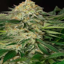 Lemon Garlic Og Feminizada de Humboldt Seeds