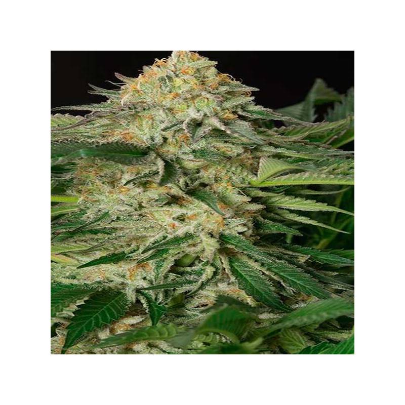 Lemon Garlic Og Feminizada de Humboldt Seeds