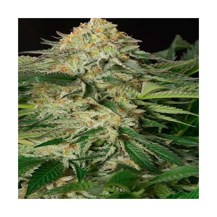 Lemon Garlic Og Feminizada de Humboldt Seeds
