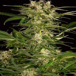 Lemon Juice Express Autofloreciente Feminizada de Humboldt Seeds