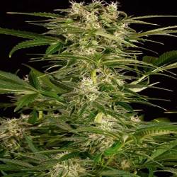 Lemon Juice Express Autofloreciente Feminizada de Humboldt Seeds