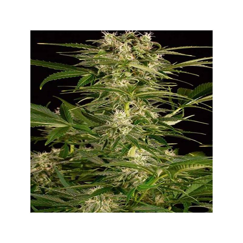 Lemon Juice Express Autofloreciente Feminizada de Humboldt Seeds