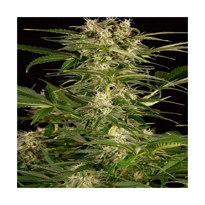 Lemon Juice Express Autofloreciente Feminizada de Humboldt Seeds