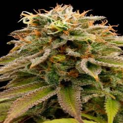 Lemon Thai Kush Feminizada de Humboldt Seeds