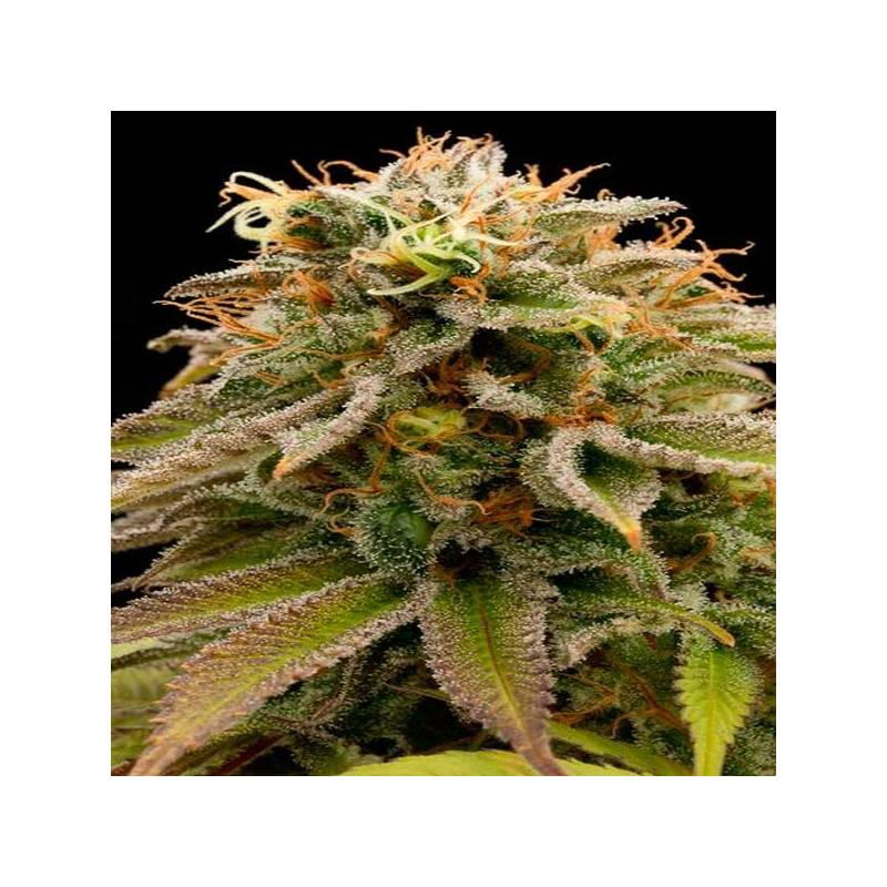 Lemon Thai Kush Feminizada de Humboldt Seeds