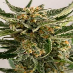 Loast Coast Skunk Autofloreciente Feminizada de Humboldt Seeds