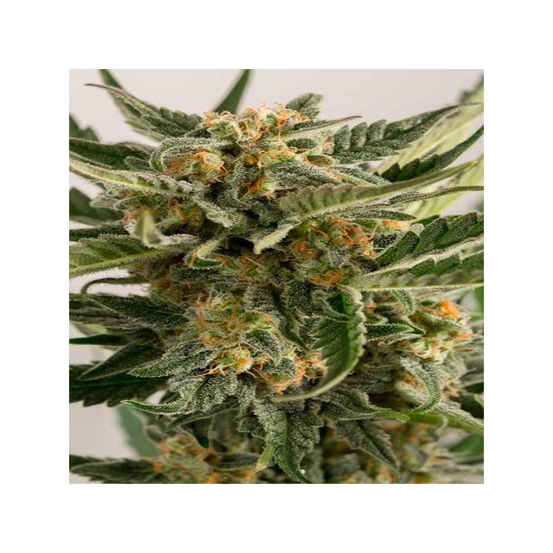 Loast Coast Skunk Autofloreciente Feminizada de Humboldt Seeds