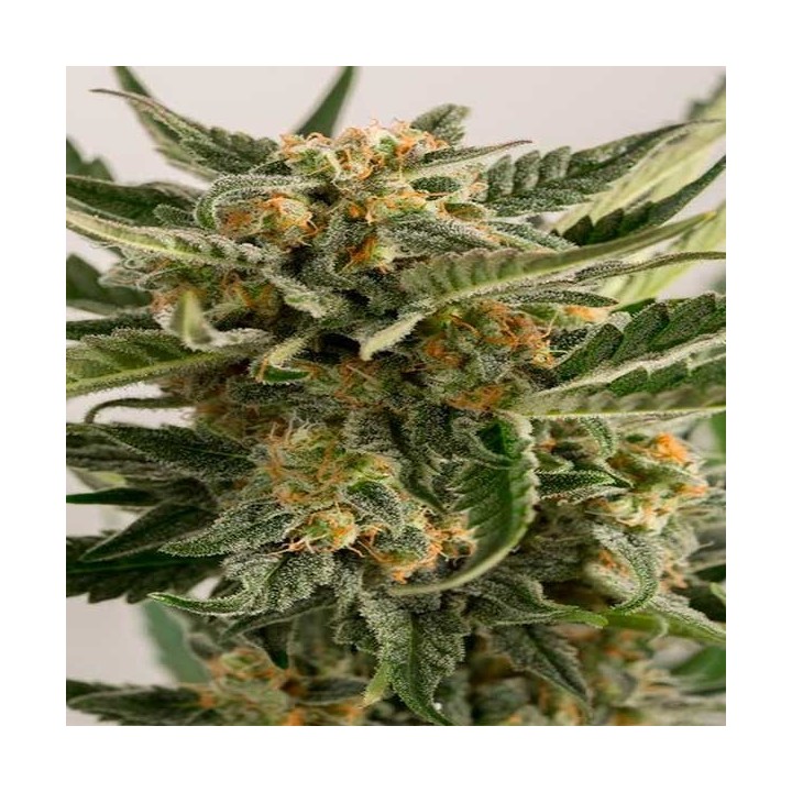 Loast Coast Skunk Autofloreciente Feminizada de Humboldt Seeds