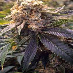 Lost Coast Hashplant