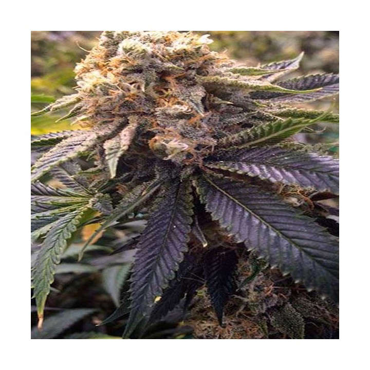 Lost Coast Hashplant Feminizada de Humboldt Seeds