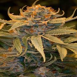Lost Coast Og
