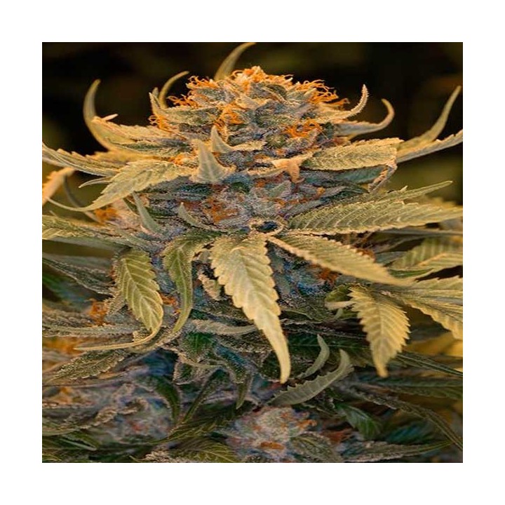 Lost Coast Og Feminizada de Humboldt Seeds