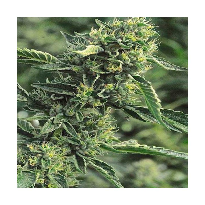 OG Kush Feminizada de Humboldt Seeds