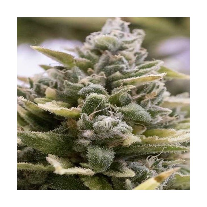 OG Kush Autofloreciente Feminizada de Humboldt Seeds