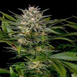 Pineapple Skunk Feminizada de Humboldt Seeds