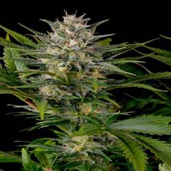 Pineapple Skunk Feminizada de Humboldt Seeds