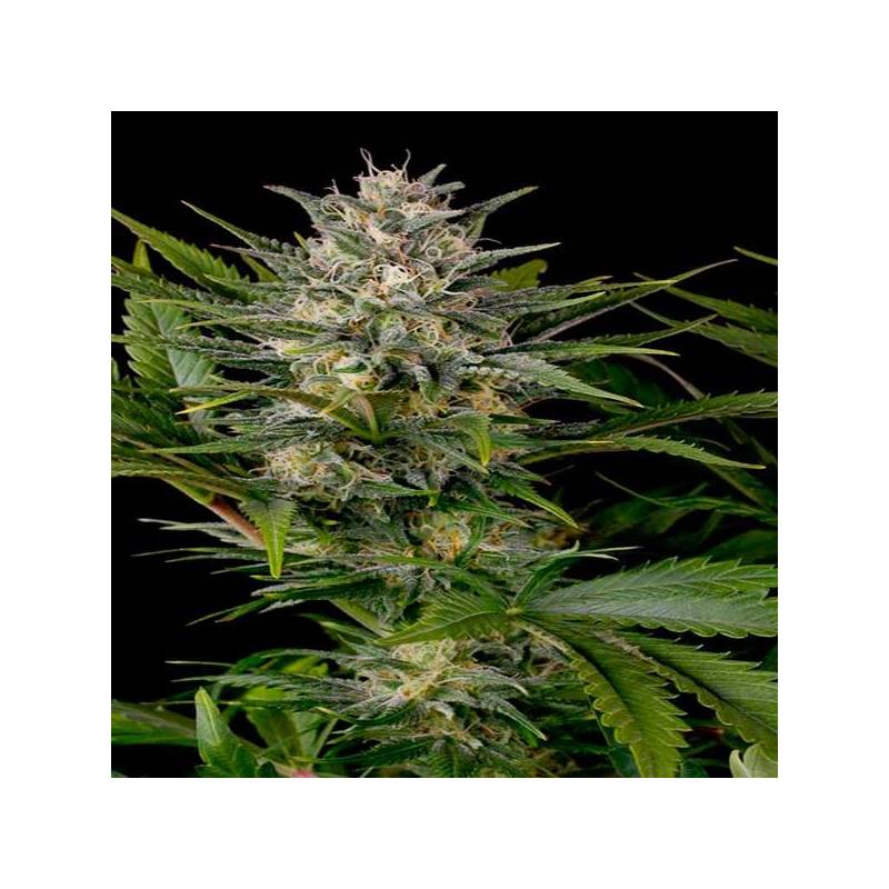 Pineapple Skunk Feminizada de Humboldt Seeds