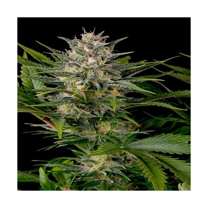 Pineapple Skunk Feminizada de Humboldt Seeds
