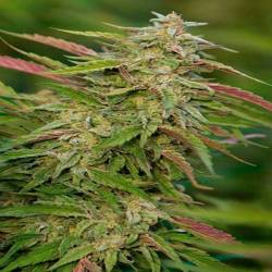 Purple Trainwreck Feminizada de Humboldt Seeds