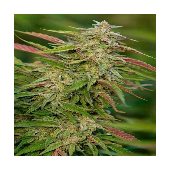 Purple Trainwreck Feminizada de Humboldt Seeds
